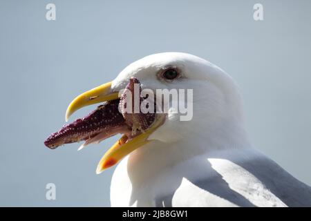 Gros plan portrait d'un mouette mangeant une étoile de mer pourpre - larus occidentalis mangeant l'étoile de mer Banque D'Images