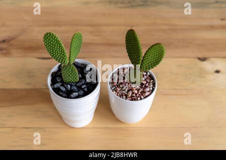 Opuntia microdasys angle ailes cactus vue grand angle Banque D'Images