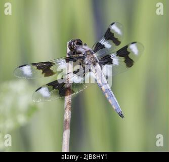 Skimmer femelle à huit pois. Foothills Park, comté de Santa Clara, Californie, États-Unis. Banque D'Images