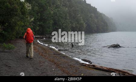 Promenade le long du lac Rotopounamu sous la pluie, parc national de Togariro, centre de l'île du Nord. Banque D'Images