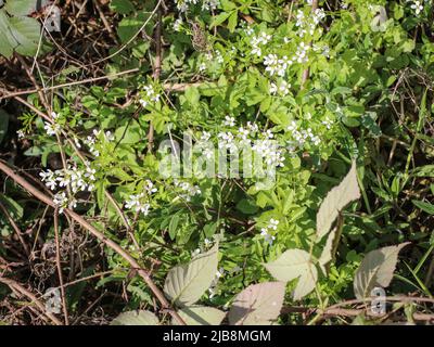Fleurs blanches d'une grande cresson amère (nom latin : Cardamine amara) près de l'eau dans l'ouest de la Serbie Banque D'Images