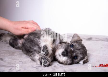 Main à la course un petit chiot schnauzer miniature barbu allongé sur le lit. Soin des animaux. Banque D'Images