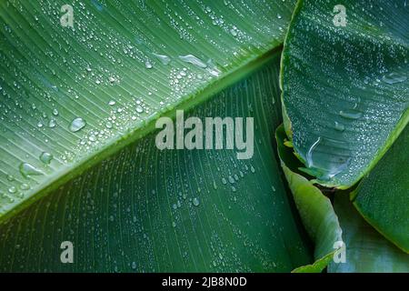 Gouttelettes de rosée sur les feuilles de banane Banque D'Images