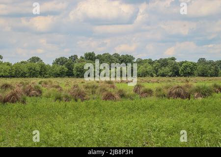 Habitat naturel de la perce tuftée (nom latin : Carex elata) en Voïvodine, Serbie Banque D'Images