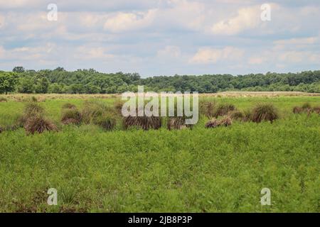 Habitat naturel de la perce tuftée (nom latin : Carex elata) en Voïvodine, Serbie Banque D'Images