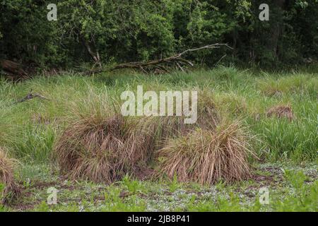 Habitat naturel de la perce tuftée (nom latin : Carex elata) en Voïvodine, Serbie Banque D'Images