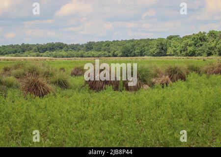 Habitat naturel de la perce tuftée (nom latin : Carex elata) en Voïvodine, Serbie Banque D'Images