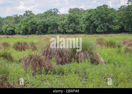 Habitat naturel de la perce tuftée (nom latin : Carex elata) en Voïvodine, Serbie Banque D'Images