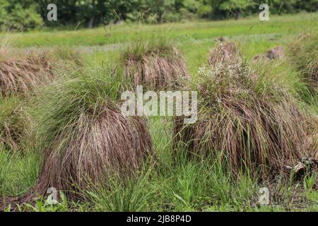 Habitat naturel de la perce tuftée (nom latin : Carex elata) en Voïvodine, Serbie Banque D'Images