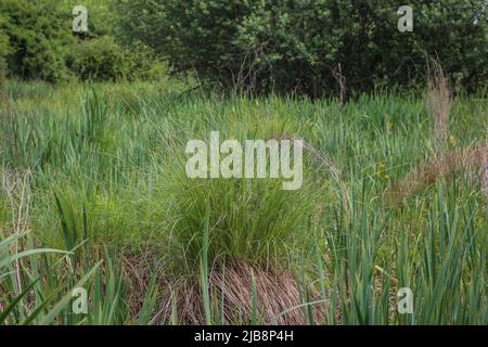 Habitat naturel de la perce tuftée (nom latin : Carex elata) en Voïvodine, Serbie Banque D'Images