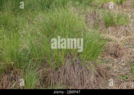 Habitat naturel de la perce tuftée (nom latin : Carex elata) en Voïvodine, Serbie Banque D'Images