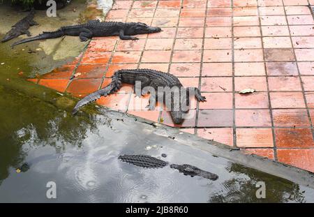 Crocodile reposant sur le sol au Vietnam Banque D'Images