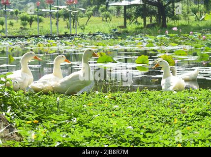 Canards blancs reposant contre le lac des loteries au Vietnam par une journée ensoleillée Banque D'Images