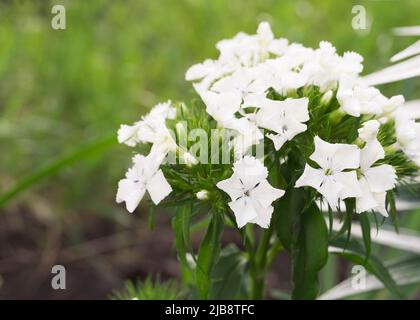 Fleur de carnation blanche en gros plan Banque D'Images