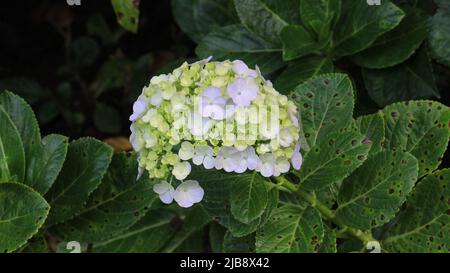 Hortensia paniculata 'Little Lime' Jane fleurir dans le jardin d'été Banque D'Images
