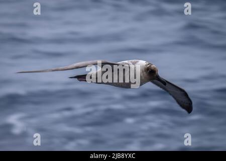 Pétrel géant du sud qui glisse sur l'océan bleu Banque D'Images