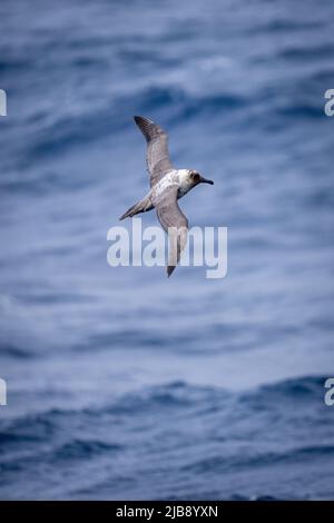 Le pétrel géant du sud glisse au-dessus de la mer bleue Banque D'Images