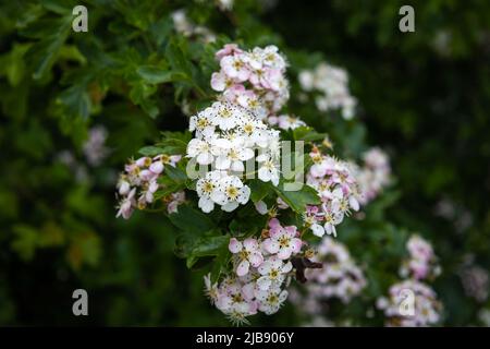 L'aubépine, un arbuste de la famille des roses avec de belles petites fleurs blanches. Photo prise dans la province de Groningen Banque D'Images