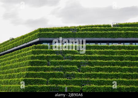 Le plus grand bâtiment d'Europe avec une façade verte à Düsseldorf, en Allemagne, le modèle de la société "le parc de la route" avec des façades de haies en forme d'escalier de charme. 23.5.22 Banque D'Images