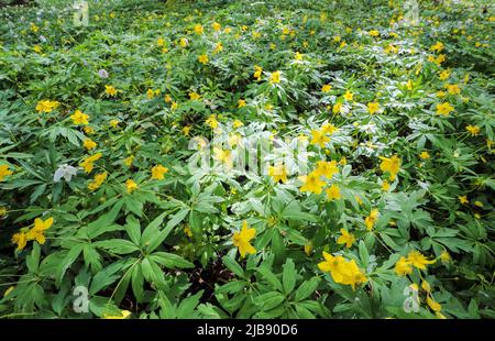 Floraison d'anémone en bois jaune Banque D'Images