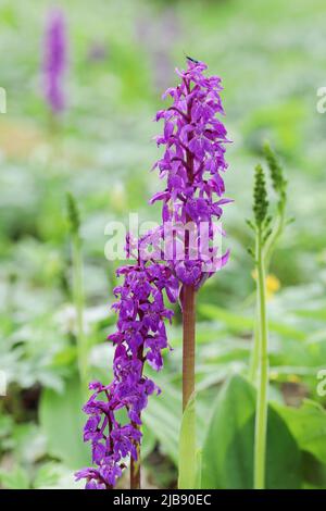 Floraison d'orchidées pourpre précoce Banque D'Images