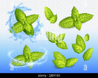Ensemble de feuilles vertes mûres au design réaliste menthe sur fond de gouttes d'eau étincelante avec illustration vectorielle de fleurs fraîches Illustration de Vecteur