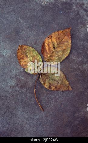 Feuille de rose à séchage automatique brun et vert avec trois dépliants couchés sur du métal terni Banque D'Images