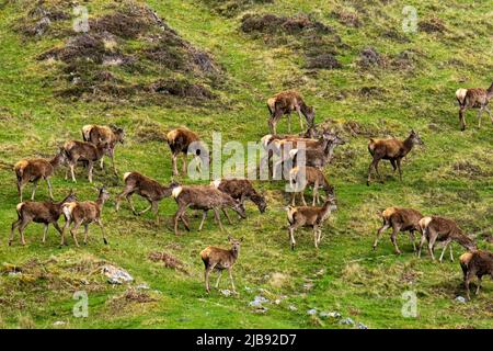 La harde de de Reed Deer (Cervus elaphus) se nourrissant à côté de la rivière Helmsdale, Sutherland, Écosse. Banque D'Images