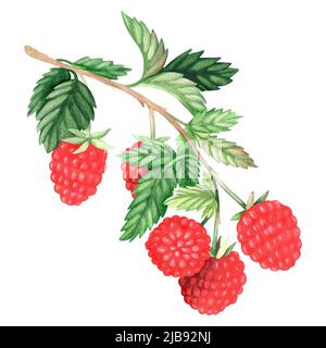 Une branche de framboises. Illustration aquarelle. Isolé sur un fond blanc. Pour votre conception. Convient pour les livres de cuisine, les recettes, les tabliers, la cuisine. Banque D'Images