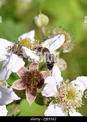 Abeille sauvage collectant du pollen dans une fleur de rubus fruticosus Banque D'Images