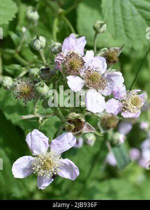 Fleur d'arbuste Rubus fruticosus BlackBerry Banque D'Images