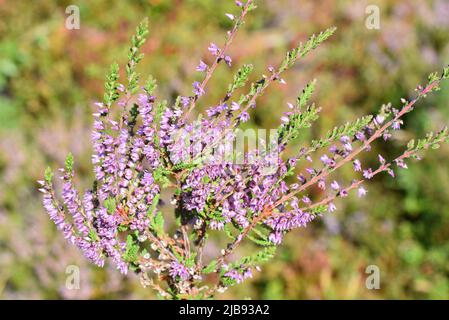 Fleurs violettes sur la bruyère commune Calluna vulgaris Banque D'Images