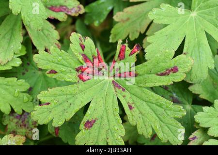 La feuille de géranium de Cranesbill devient rouge à l'automne Banque D'Images