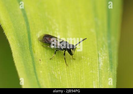 Gros plan sur une petite abeille blanche à visage jaune, à tête blanche, Hylaeus communis assis sur une feuille dans le jardin Banque D'Images