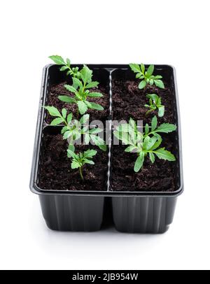 Plante de marigold de bébé dans des pots en plastique recyclables isolés sur blanc Banque D'Images