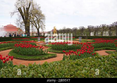 Champ de tulipes ou jardin dans le parc inférieur du palais Peterhof. Chaude journée de printemps Banque D'Images