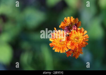 vue de dessus de fleurs orange vif avec fond vert bokeh Banque D'Images