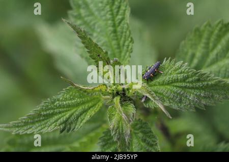 larve d'une coccinelle sur une ortie piquante Banque D'Images