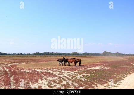 Course à pied de chevaux sauvages depuis le delta du Danube Banque D'Images