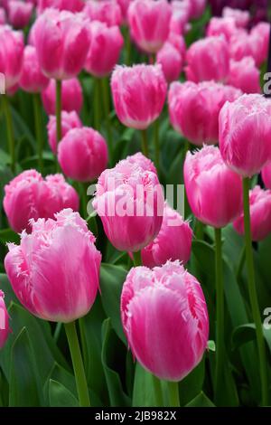 Tulipes roses fraîches et délicates dans une serre de jardin. Mise au point sélective Banque D'Images