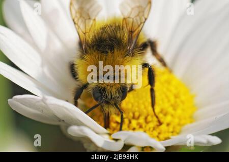 Gros plan sur une reine bourbiche Bombus pratorum jaune, douce et colorée, assise sur une fleur blanche dans le jardin Banque D'Images