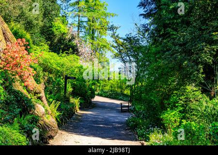 Arbuste à fleurs azalées sur la promenade au bord de la rivière, Dunster Castle, Somerset, Angleterre, Royaume-Uni Banque D'Images