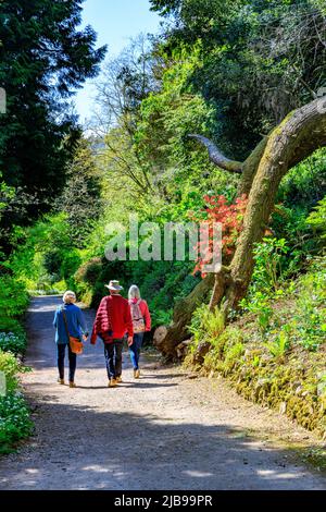 Arbuste à fleurs azalées sur la promenade au bord de la rivière, Dunster Castle, Somerset, Angleterre, Royaume-Uni Banque D'Images