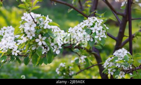 Floraison luxuriante d'un poirier le jour du printemps Banque D'Images