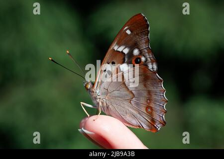 Beau papillon se trouve sur le bout des doigts de la fille, foyer sélectif Banque D'Images