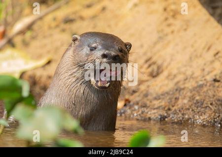 Neotropical Loutre de rivière (Lontra longicaudis) Banque D'Images