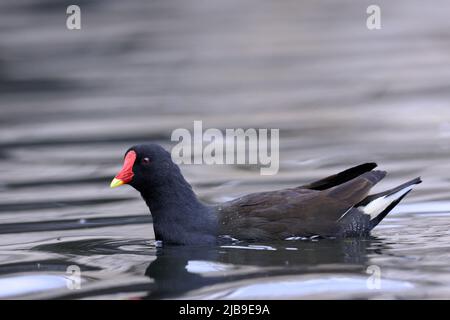 Le moorhen commun, également connu sous le nom de poule-eau ou de poulet marécageux, est une espèce d'oiseaux de la famille ferroviaire. Banque D'Images