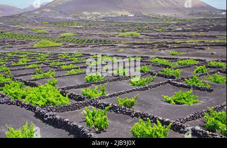 Zone viticole sur les cendres volcaniques terrain sec, vignes vertes, d'innombrables murs rectangulaires en pierre pour la protection au pied du volcan - Uga, Lanzarote Banque D'Images