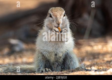Les écureuils terrestres africains (genre Xerus) restant sur des pierres sèches du désert de Kalahari et se nourrissant. Jusqu'à la fin. Écureuil du sol d'alimentation. Banque D'Images