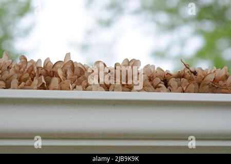 Gouttière obstruée. Les graines d'érable, parfois appelées rigs caprices ou hélicoptères, ont bouché un système de caniveaux de propriétaires de maison. Banque D'Images